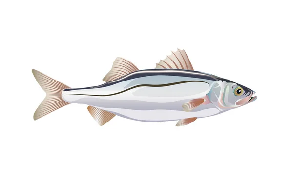 Seebass Fisch Atlantik Isoliert Auf Weißem Hintergrund Vektorillustration Mit Details — Stockvektor