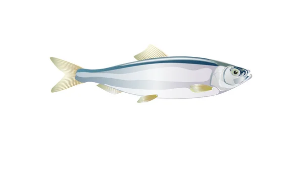 Vector Shad Herring Baltic Fish Design Seafood Packaging Market Illustration — Stock Vector