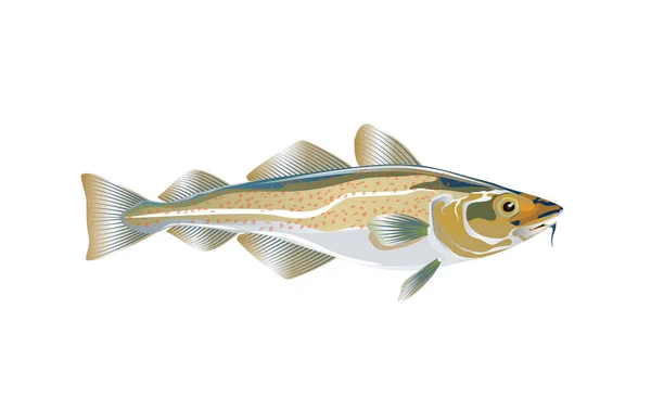 Bacalhau Cod Atlântico Ilustração Vetorial Com Detalhes Specks Otimizados Para — Vetor de Stock