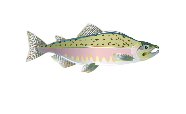 Pink salmon fish. Vector illustration optimized from to be used in small sizes in packaging design, decoration, educational graphics, etc. — Stock Illustration Pink Salmon Fish Vector Illustration Optimized Used Small Sizes Packaging Vector Graphics