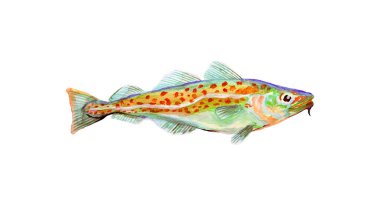 Watercolor painting codfish. Cod atlantic, vector illustration with details and optimized specks to be used in packaging design, decoration, educational graphics, etc. clipart