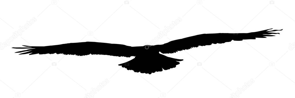 Falcon, hawk, eagle or orel black silhouette isolated on white background. A large predator soar in the air. Clipart icon, graphic simple element for design. Vector illustration Eps 10.