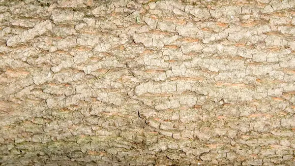 Foto Young Good Tree Bark Elm Aragach Spring Rough Folds — Stock Photo, Image