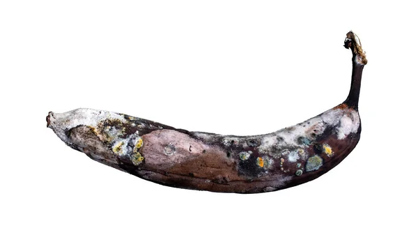 Moldy Brun Banan Isolerad Vit Bakgrund Gammal Rutten Möglig Frukt — Stockfoto