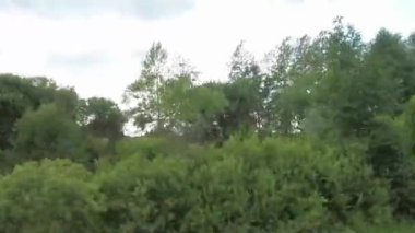 Forest scenery motion view from window of car while driving. Trip by bush and tree. Beautiful nature transport travel for road, railway. Drive landscape of field road with day forest.