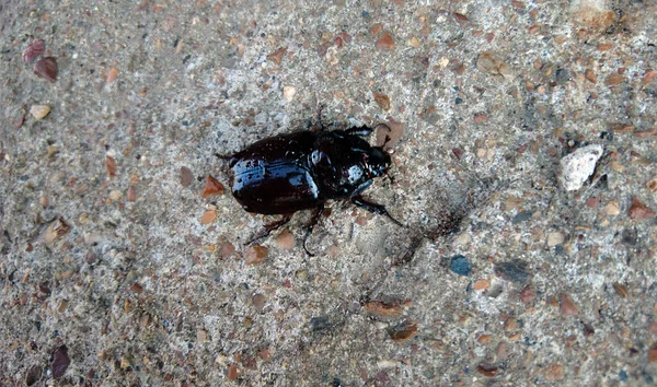 Grande Inseto Preto Besouro Rinoceronte Oryctes Nasicornis Correndo Uma Pedra — Fotografia de Stock