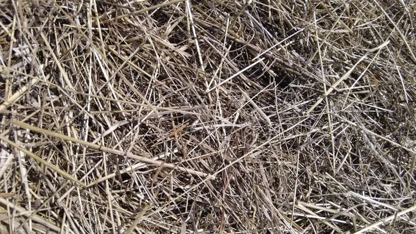 Farm Background Hay Straw Texture Pale Yellow Color Dried Grass — Stock Photo, Image