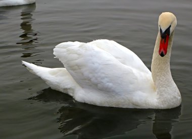 Bir çocuk masal dan eski Çirkin ördek yavrusu.