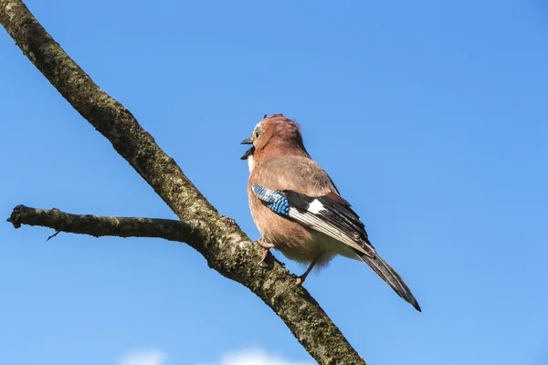 Cantando pájaro de primavera en un árbol muerto en el jardín - la vida continúa . — Foto de Stock
