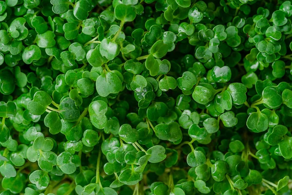 Arugula micro greens groene achtergrond. Bovenaanzicht. — Stockfoto
