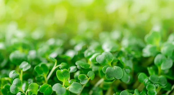 Arugula Micro Greens Hintergrund. Superfoods Konzept. Kopierraum. — Stockfoto