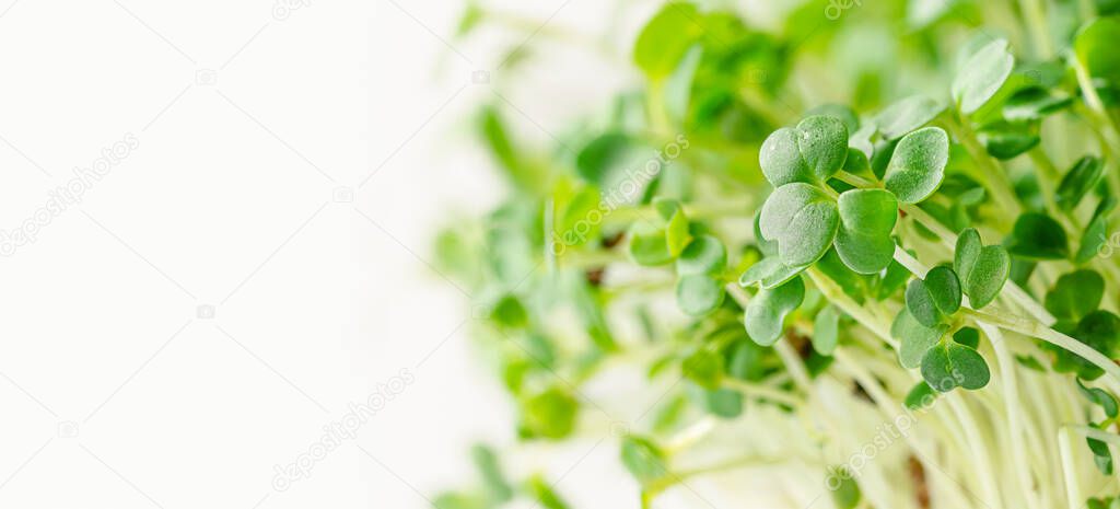 Arugula micro greens on white background. Selective focus, copy space. Healthy eating concept.