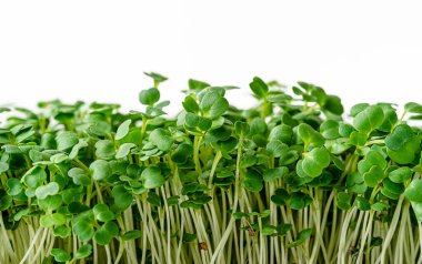 Arugula mikroyeşil lahanaları beyaz arka planda izole edilmiş. Kapat, boşluğu kopyala