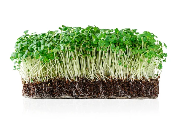 Germes de roquette de micro-verdure en croissance avec du sol en pot isolé sur fond blanc. Sentier de coupe — Photo