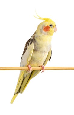 Beyaz arka planda izole edilmiş tahta bir sopanın üzerinde oturan Corella papağanı. Seçici odak
