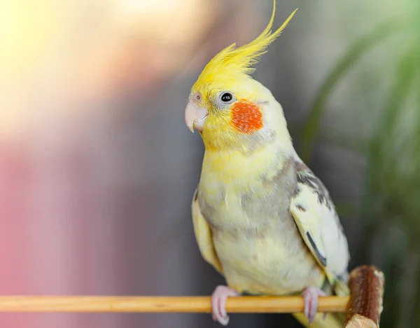Corella papağanı bir dalda oturuyor. Boşluğu kopyala, kapat.