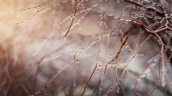 Frosty vinter bakgrund med isiga grenar. Kopiera utrymme. — Stockfoto
