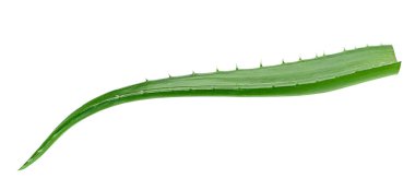 beyaz arkaplanda izole edilmiş aloe vera yaprağı.