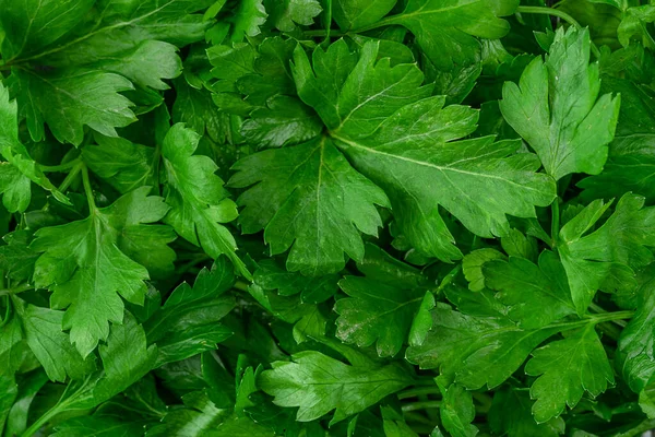 Frische Petersilie Hintergrund Ansicht Von Oben — Stockfoto