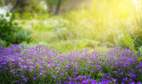Цвітуть Фіолетові Квіти Літній Фон — стокове фото