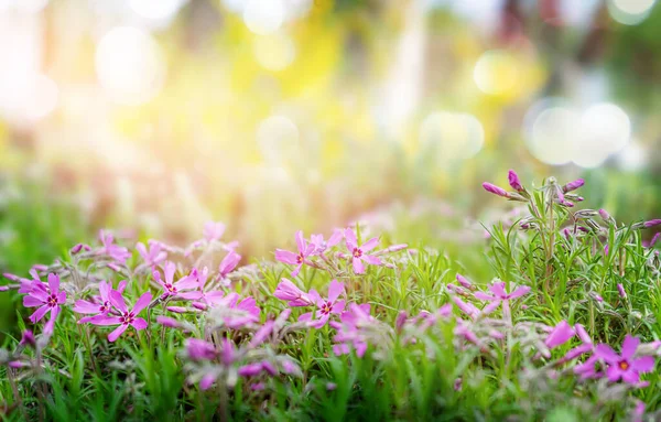 Літній Фон Квітучими Фіолетовими Квітами Сонячним Світлом — стокове фото