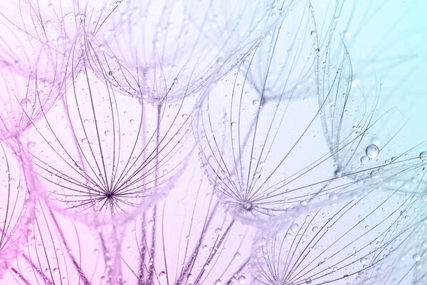 Абстрактный окрашенный фон семян одуванчика. Выборочный фокус, макроснимок.
