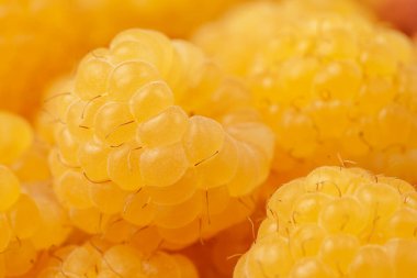 Sarı ahududuların yaz arkaplanı. Makro çekim.