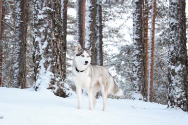 Siberian dış yapraklar, Rusya Federasyonu