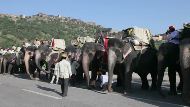 Éléphants attendant de transporter des touristes — Video