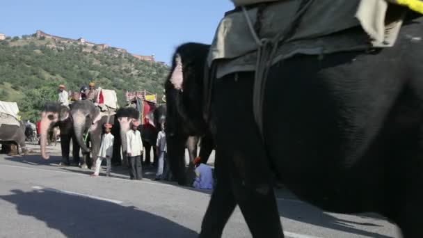 Elefanter väntar på att bära turister — Stockvideo