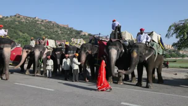Éléphants attendant de transporter des touristes — Video