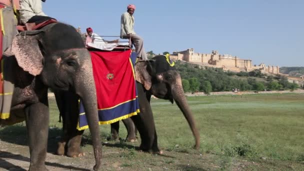 Elephants waiting to carry tourists — Stock Video