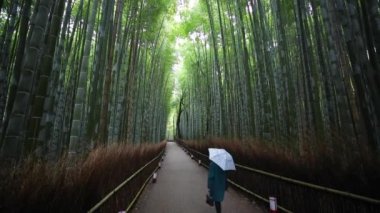 Bambu ormanı, Sagano'da