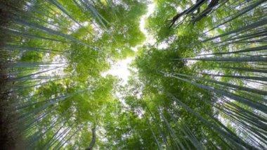 Bambu ormanı, Sagano'da