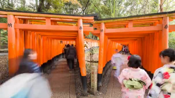 Torii Puertas del Santuario Inari de Fushimi — Vídeo de stock