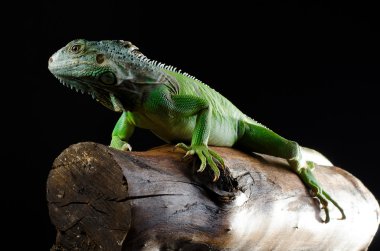 Şube aynaya yeşil iguana