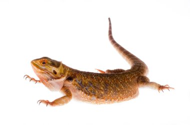 Agama kertenkele Avustralya ejderha