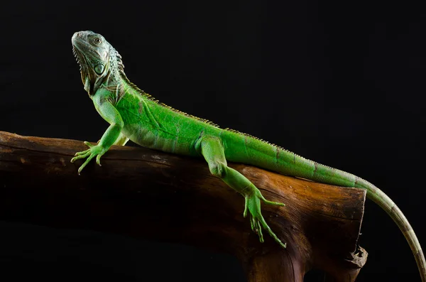 分岐ミラーの緑のイグアナ — ストック写真