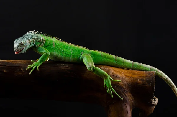 Şube aynaya yeşil iguana