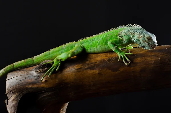 分岐ミラーの緑のイグアナ — ストック写真