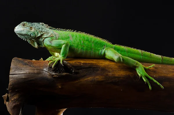 Şube aynaya yeşil iguana