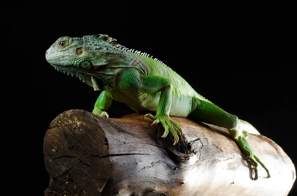 Şube aynaya yeşil iguana