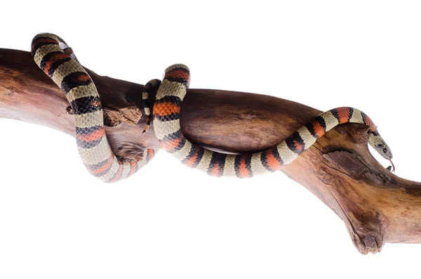 Rey serpiente jn espejo —  Fotos de Stock