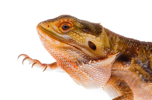 Agama kertenkele Avustralya ejderha