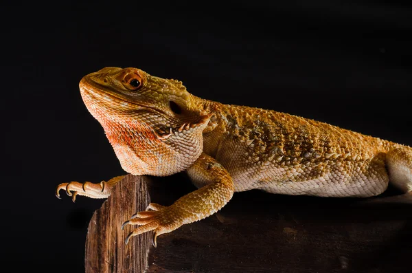 Agama kertenkele Avustralya ejderha