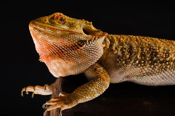 agama lizard australian dragon