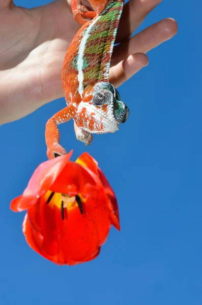 パンサー カメレオンの赤い花 — ストック写真
