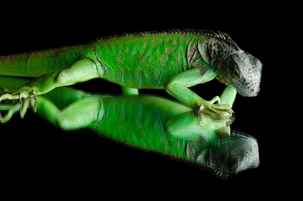 Iguana verde en el espejo de la rama — Foto de Stock