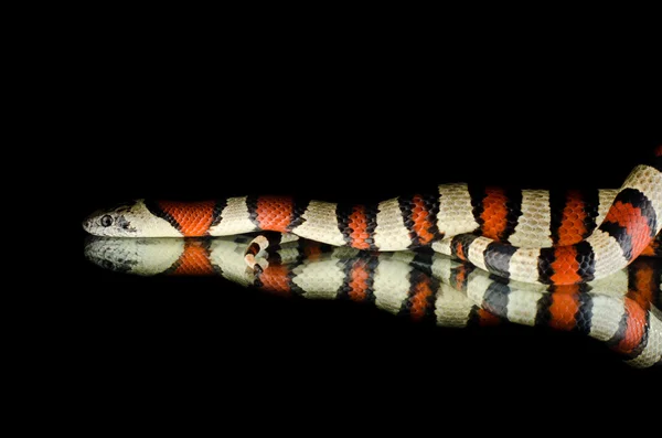 Rey serpiente jn espejo — Foto de Stock