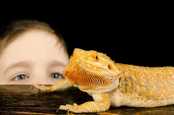 küçük çocuk ve dragon - en iyi arkadaşım